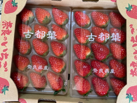 🏆全国いちご選手権銅賞　濃厚な品のある甘み　古都華　270g×2パック いちご　奈良県　ことか　橋本農園　【いちご】