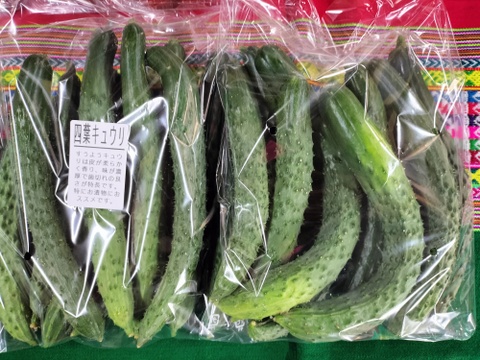 完熟ミニトマト1ｋｇ+きゅうり20本+ズッキーニ8本★　パチャママ農園