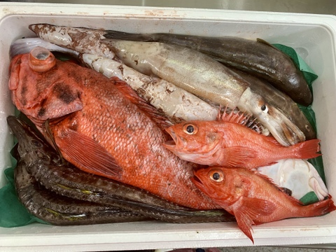 松コース 【年明け発送】船頭にお任せ！鮮魚ボックス（詰め合わせ）海鮮セット