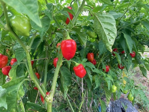 ハバネロ　200g （20～25個）神戸市北区産　激辛国産赤ハバネロ