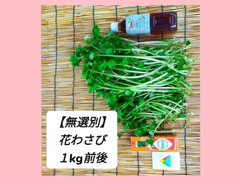 【無選別】✿花ﾜｻﾋﾞ✿_１kg前後(訳ｱﾘ)お試し,おまかせ