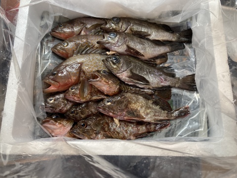 【NHKで紹介！】小豆島の海の恵み。旬のお魚お任せ鮮魚ｽﾀﾝﾀﾞｰﾄﾞセット（10～15匹)