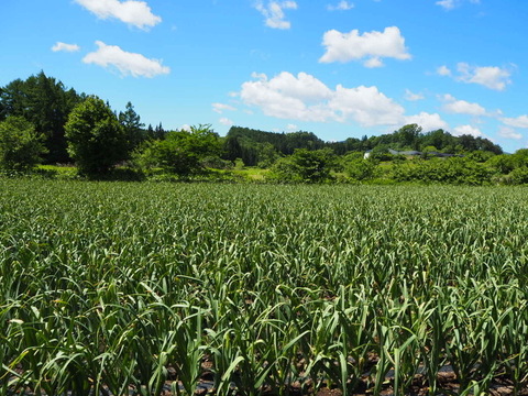 【先行予約】青森県田子町産にんにく1kg【限定販売】
