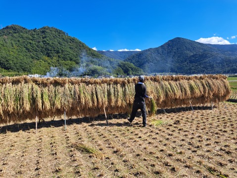☆新米☆ 令和7年産 信州千曲産 「里田のはぜかけ米」（化学肥料・農薬不使用）10kg