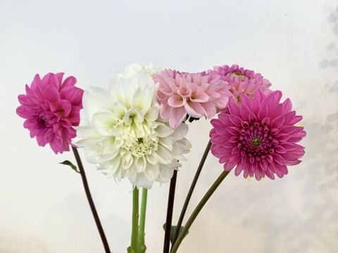 【鮮やか新鮮】ダリア花束（ピンク ・ホワイト系 ）ハッピーMix 6本
（40〜50cm）