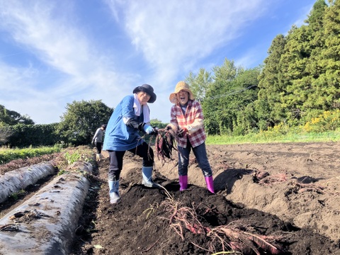 しっとり甘〜い！大山育ち熟成紅はるか5キロ