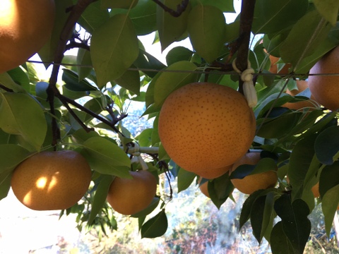 香り高さを味わってね♪「あたご梨」1㎏（1玉600～1000g）1～3玉入