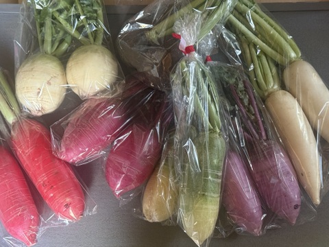 【カラフルな大根を食べ比べ】カラフルミニ大根セット(7種類の大根)【各2本】農薬不使用