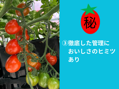 ★2㎏★秘密にしたい?!ミニトマト『ヒミツのミニ』約2kg（250gx8p）