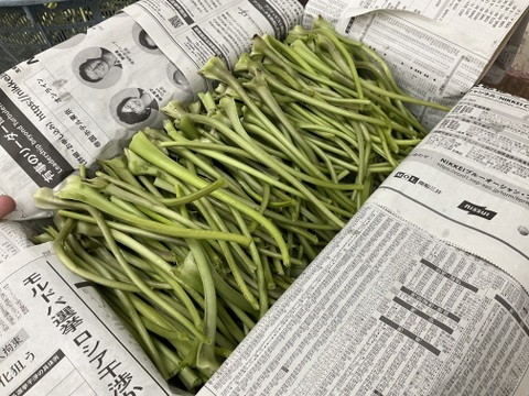 【朝採り当日発送】120年守る安曇野の湧水育ち。新鮮！シャキシャキ「茎わさび400g」