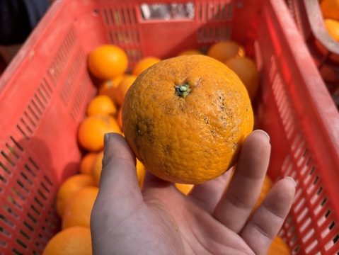 果汁爆弾！溢れる果汁の清見オレンジ【家庭用】4kg