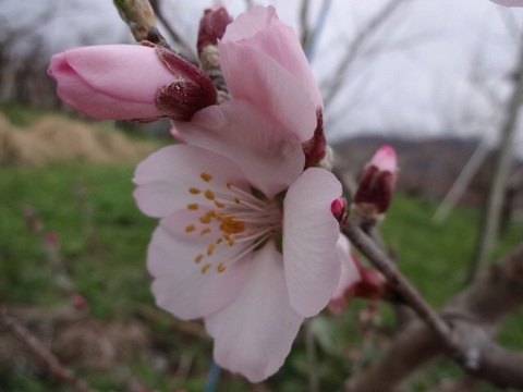 【67品種の桃を栽培】品種は何が届くかお楽しみ1.5㎏（3-6玉）