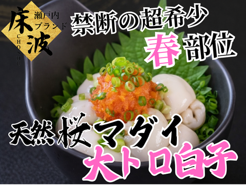 【一般市場に出回らない】食通が黙る超希少天然国産幻の『桜真鯛大トロ白子』初登場🐟長州床波ブランド数量極少約200g【4月中旬予約】