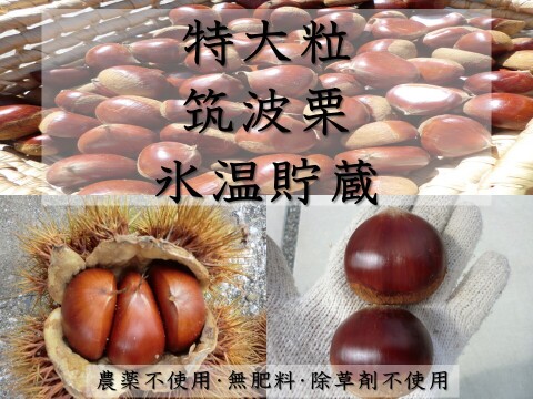 【甘くなった筑波栗 特大粒】氷温貯蔵で甘い筑波栗　2セット限定 農薬不使用栽培　900g
