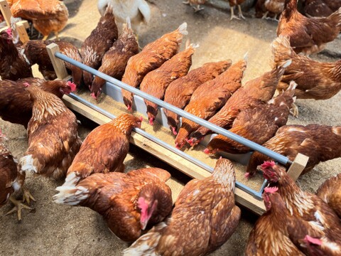 【ハーブ飼料100％】平飼い有精卵香草卵10個入×3パック　レモンイエローの黄身！ハーブの力で生臭さゼロ！