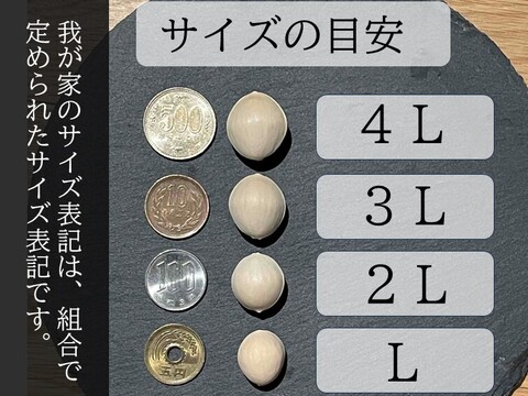 【秋の味覚】苦味が少ない、もっちもち祖父江銀杏【久寿】満足２Ｌサイズ４００ｇ