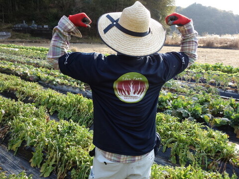 【珍しいイタリア野菜】モリモリ食べれる！プンタレッラ（アスパラガスチコリー）【２ｋｇ】