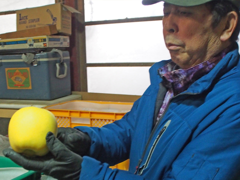 【糖度16度以上】最高級 りんご はるか 蔵王はるか 2kg 6玉 光センサー 糖度検査済み スイーテスト【冬ギフト】贈答用 お歳暮に