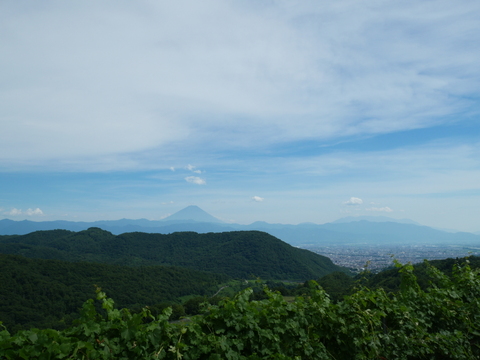 【予約販売】2026年収穫 サンシャインレッド（800g以上／2房）