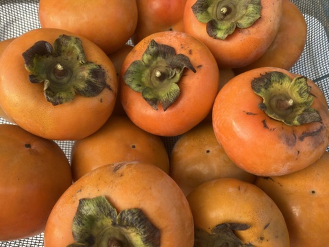 ☆昔ながらの柿(約１５玉前後)☆