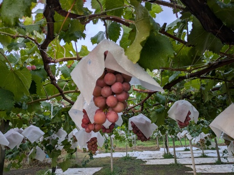 🏆食べチョクぶどうグランプリ2025金賞🏆🍇【山梨県笛吹市産】クイーンニーナ 約1.2kg🍇 ～果実の宝石、濃厚な甘みと華やかな香り～贈答　ギフト　家庭用にも