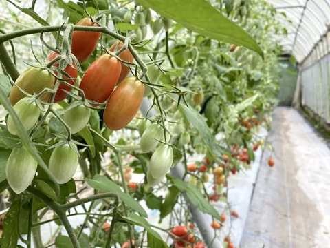 【とまほっぺ】アイコトマト 500g｜愛媛・久万高原直送