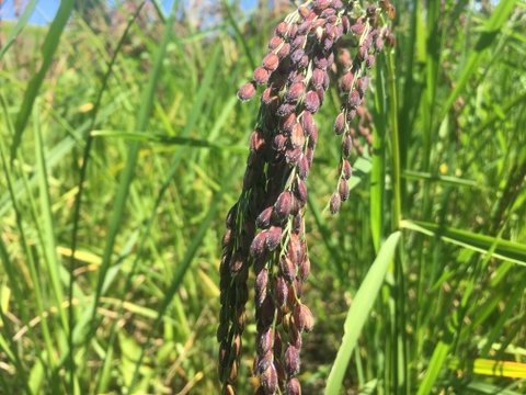 赤穂もちの切り餅　お正月にいかが？　農薬と化学肥料を使ってない栽培　天日干し