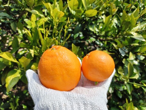 【小玉・5kg】小さいけど濃厚！甘くて爽やか「はるみ」