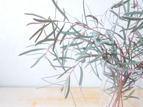 ユーカリ枝物【ニコリ】(30～40㎝/10本)インテリアをおしゃれに！アレンジにも