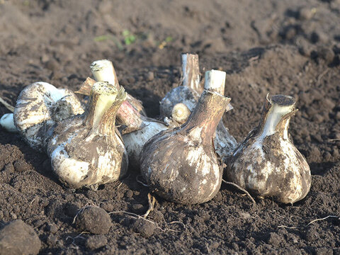 黒にんにく 500ｇ バラ 青森県産 熟成黒ニンニク 添加物不使用