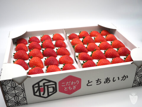 あま〜い♡がギュッとつまった新品種『とちあいか』3箱12パック(1箱で満足1,4kg以上)