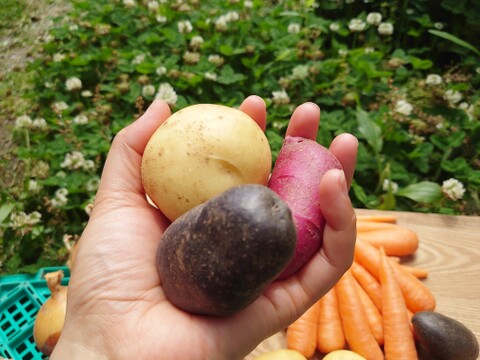 【初回限定BOX】自然栽培◆少量ずつお試し！玉ねぎ・にんにく・カラフルジャガイモなど詰め合わせ