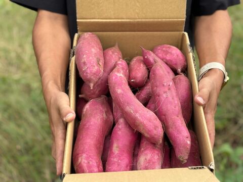 【福袋】千葉県産さつまいも5㎏　ふくむらさき　美しい紫色でインスタ映え！熟成させると甘みが増します！蒸し芋・温野菜にもおすすめ