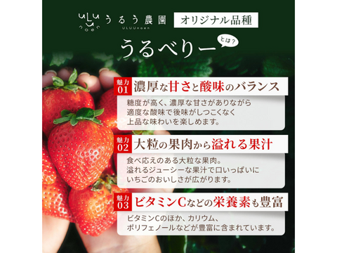 【予約販売 2026年11月下旬～順次発送】うるう農園オリジナル品種 真っ赤な【うるべりー】× 希少な白いちご【きゃんでぃべりー】220g×8パック