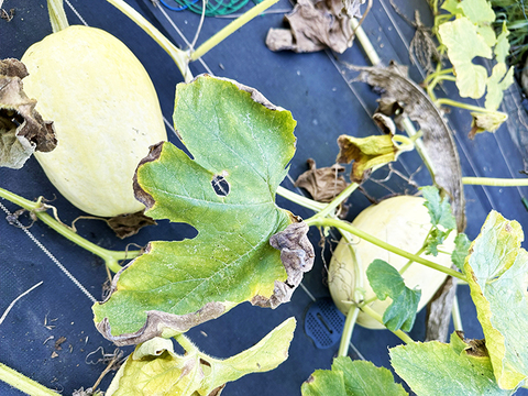 麺になるかぼちゃ！？そうめんかぼちゃ（約1kg、1〜2個）農薬・化学肥料不使用