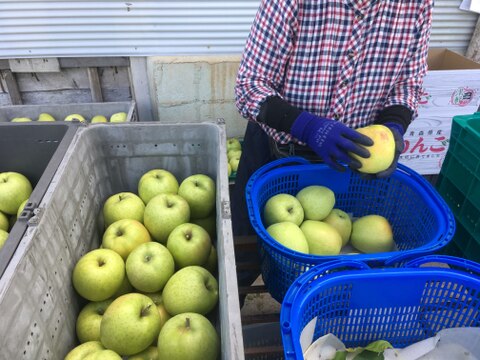 【先行予約】　家庭用　王林３ｋｇ　青森県産りんご