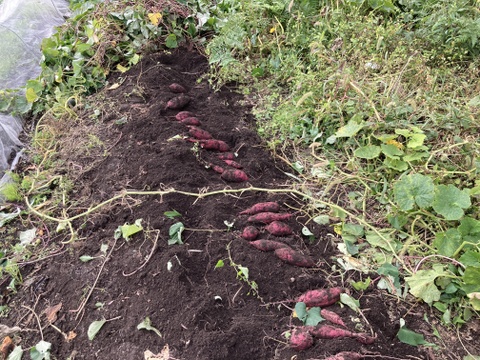 さつまいも（べにはるか）家庭用・箱込み２㎏～栽培期間中、農薬と化学肥料不使用