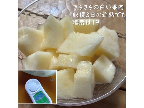 予約！白肉のあまーい高糖度ネットメロン　ムーンライト 2.5kg1玉