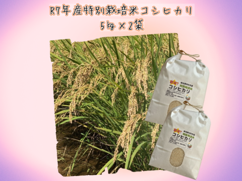 【熟成の旨味】Pino farm「別格」コシヒカリ～R7年産特別栽培米　10㎏～