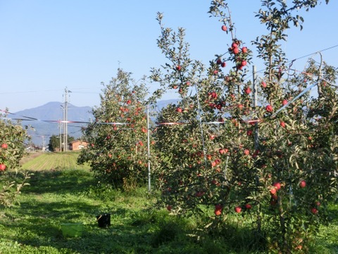 こうたろう＋ぐんま名月　家庭用　約5キロ【葉とらず】JA基準より60％減の低農薬栽培【りんご食べ比べ】