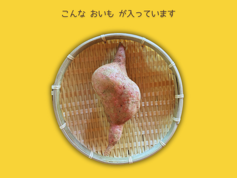 ＜訳あり・規格外＞taneco 熟成 種子島安納いも（生いも） 【Mサイズ以上・５kg】