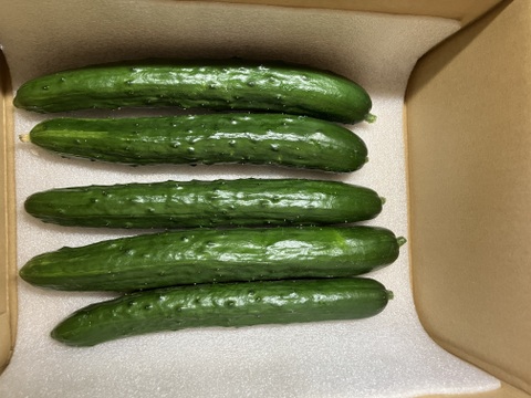 【福島県伊達地方産】朝採れキュウリとつやつやズッキーニ＋旬野菜セット〈クール便発送〉キュウリ5本+ズッキーニ4本1.8キロ