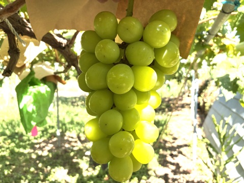 限定1点ﾓﾉ！:特大大粒1房約700g☆山梨県産シャインマスカット贈答　ギフト　家庭用にも　予約⑨