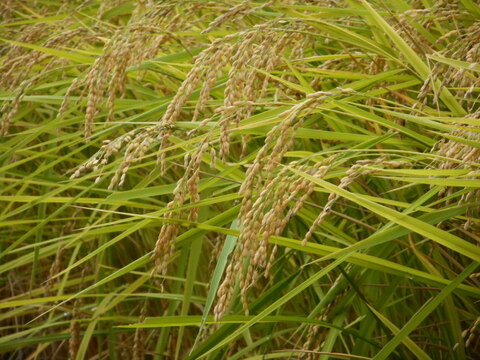 【おまけ付き】令和３年　新潟県産コシヒカリ　反町の【玄米】・精米はとても食べやすいですよ（３０㎏） 農薬・化学肥料を少し使ってます