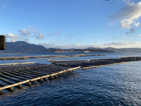 【冷凍】かきフライと殻付かきグラタン　広島県産　生食用かき使用　かきフライ20粒入　殻付かきグラタン4個　贈答品におすすめ♪