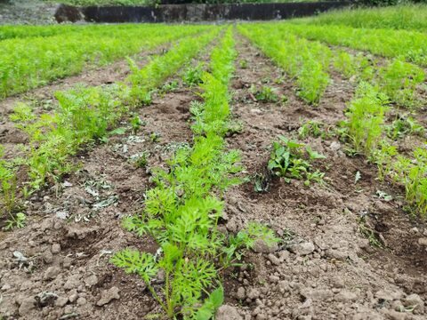 【お得】黒田五寸人参B品〈農薬等、肥料も不使用栽培〉5キロ