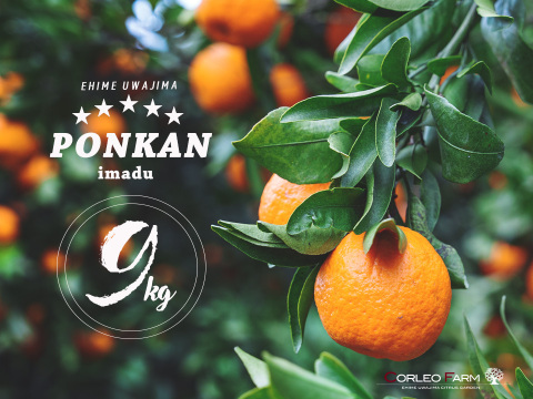 ★豊作セール★【爽やかな香りと濃厚なコク】熟成 今津ポンカンAセレクション（家庭用）9kg