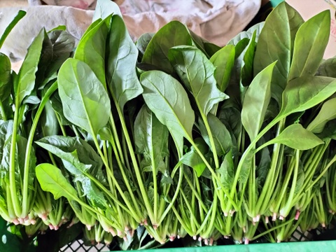 【福袋】鍋・お雑煮の葉物セットA＜セリ/春菊/ホウレンソウ,各300g＞ 【冬ギフト】