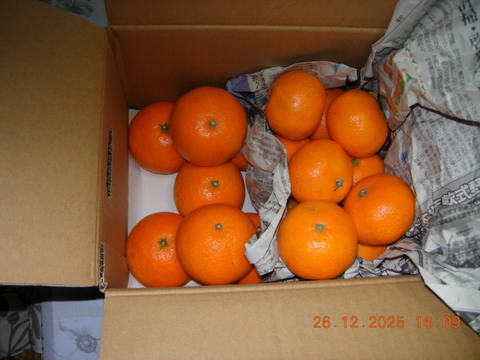 【福袋】まどんな1.5kgと愛媛みかん2kg(合計3.5kg) 食べ比べセット こたつで食べたい！みかん・まどんなセット