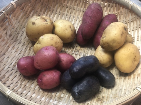 【栄養価が高い】しゅんセット(8〜10品目前後)